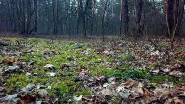 Yeşil otlarla dolu bir sonbahar ormanında yavaş bir uçuş. Düşük açılı çekim.