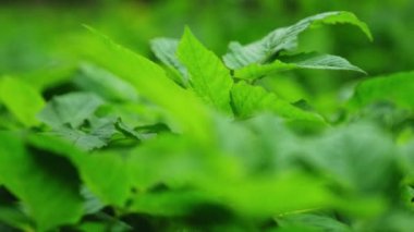 Yoğun bir ormanda yeşil çimen çalıları. Rüzgarda sallanan büyük yapraklar. Yakın plan..