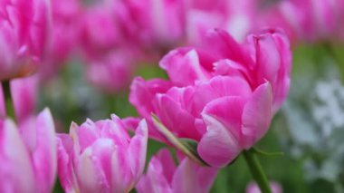 Bulutlu bir günde, parkta, yumuşak yapraklı pembe laleler açıyor. Doğanın güzelliği.