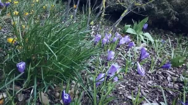 Purple Crocuses Género Botânico Pertencente Família Iris Bando Crocos Prado — Vídeo de Stock