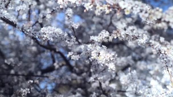 盛开的苹果树在春天的黄昏 开白色花 — 图库视频影像