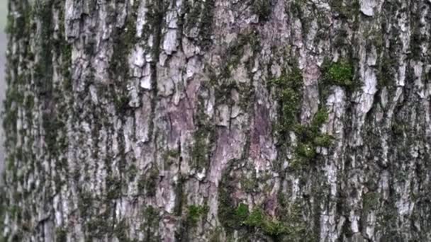 濃い茶色の木の樹皮の質感 常緑松のざわめきのある幹 — ストック動画