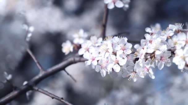 一枝盛开的樱花 开着白花 早春开花 在风中摇曳着树枝 — 图库视频影像
