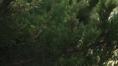 Tyoja ilkbaharda güneşte çalı çırpar. Güneşin parladığı güzel yeşil dallar.