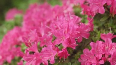 Botanik bahçesindeki güzel pembe açelya çiçekleri kapanıyor. panoramik hareket.