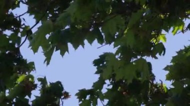Büyük yeşil yapraklı akçaağaç dalları gökyüzüne karşı güçlü bir rüzgarla sallanıyor..