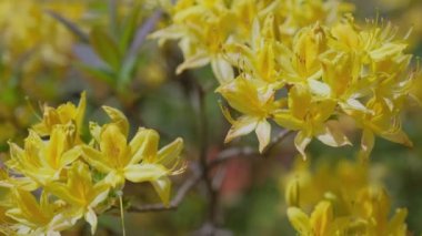 Botanik bahçesinde çiçekli güzel sarı açelya çalılarını kapatın..
