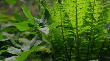 Güzel yeşil yapraklı eğreltiotu çalısı bahar rüzgarında sallanıyor.