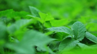 Büyük yeşil yapraklar aegopodyum podagraria 'dır. Rüzgarda sallan, yakın plan..