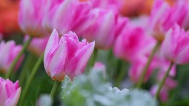 Pembe laleler rüzgarın baskısı altında bükülür. Rüzgarı yakın çekimde salla.