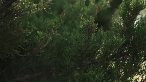 Thuja Arbustes Soleil Printemps Belles Branches Vertes Avec Éruption Solaire — Video