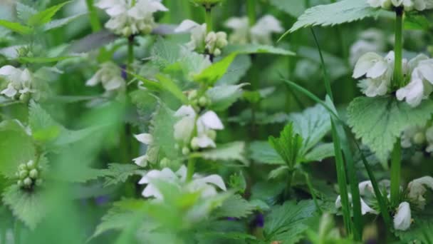 Zbliżenie Kwitnącej Pokrzywy Białymi Kwiatami Wśród Zielonej Trawy Makro Ziemi — Wideo stockowe