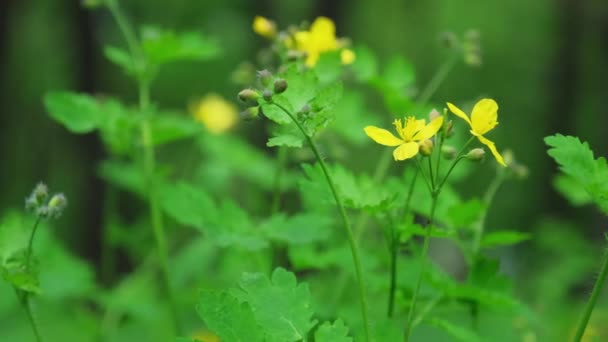 Zbliżenie Żółte Dzikie Kwiaty Zielona Trawa Makro Ziemi Suwak Strzał — Wideo stockowe