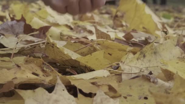 Vrouwelijke Hand Verhoogt Gevallen Herfst Esdoorn Bladeren Gele Bladeren Het — Stockvideo