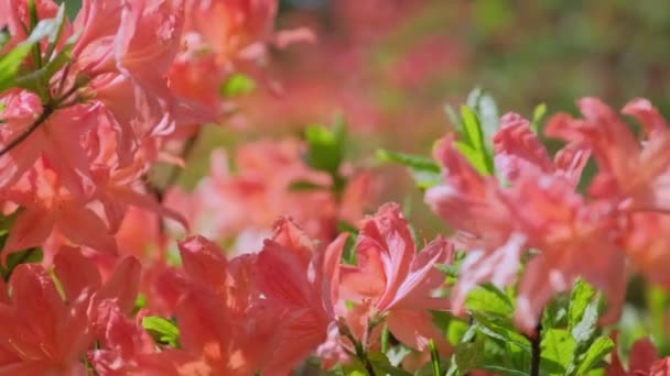 Red Azalea Large Flowers Sway Wind Botanical Garden — Stock Video