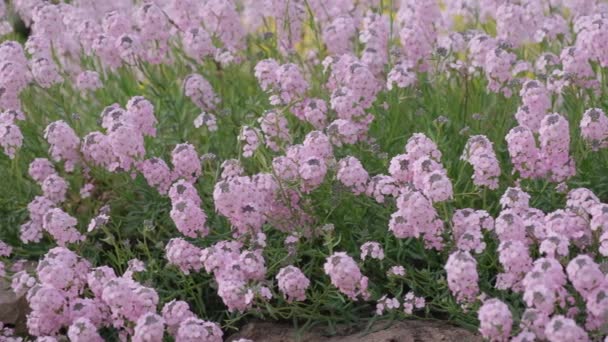 Łąka Wielkokwiatowym Fioletowym Skrzydlatym Stemplem Kołysze Się Wietrze Ogrodzie Botanicznym — Wideo stockowe