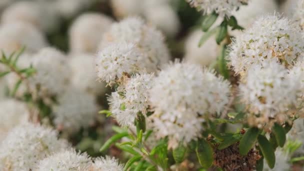 Ett Vackert Blommande Ledumkärr Med Vita Blommor Svajar Vårvinden Nära — Stockvideo