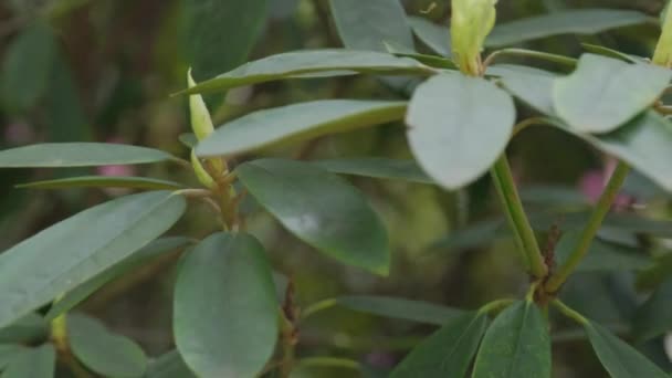 Bladeren Eierstok Van Een Catawba Van Rododendron Zwenken Wind Close — Stockvideo