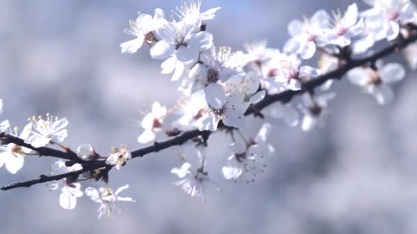 初春开满白花的樱花枝条 — 图库视频影像
