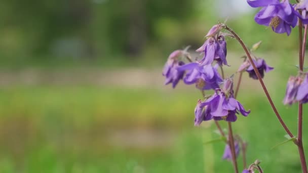 Piękne Kwiaty Akquilegia Lilii Lub Zlewiska Ranunculaceae Rodziny Swing Zbliżeniu — Wideo stockowe