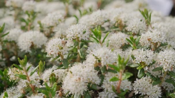 Pszczoły Zapylają Bagna Ledum Zbliżenie Białych Kwiatów Ledum — Wideo stockowe
