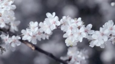 Beyaz çiçekli pembe elma dalları, taze çiçekler. Kapatın Kapatın çiçekli sakurayı.