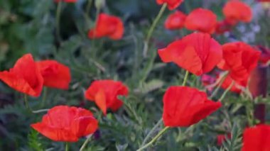 Çiçek açan gelinciklerle yakın plan. Vahşi kırmızı gelincikler İlkbaharda rüzgarda sallanıyor.