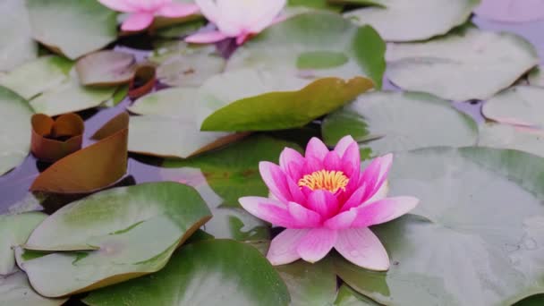Crin Apă Dulce Deschisă Plantă Lotus Roz Lac Floarea Lotus — Videoclip de stoc