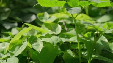 Büyük yapraklı çimenler yazın kavurucu güneşin altında rüzgarda sallanıyor..