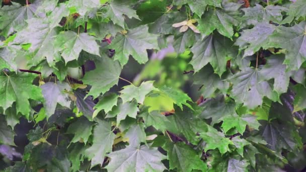 Javorové Větve Zeleným Listím Dešti Kapky Deště Padají Listí Stékají — Stock video