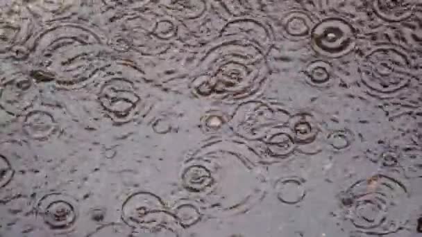 Superfície Poça Chuva Gotas Chuva Caem Sobre Água — Vídeo de Stock