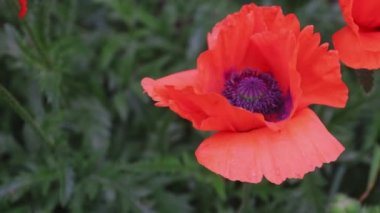 Kırmızı gelincik yaprakları rüzgarda sallanıyor. Yazın kırmızı çiçekler.