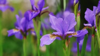 Güzel renkli iris çiçekleri rüzgarda sallanıyor. Yazın mor çiçekler.