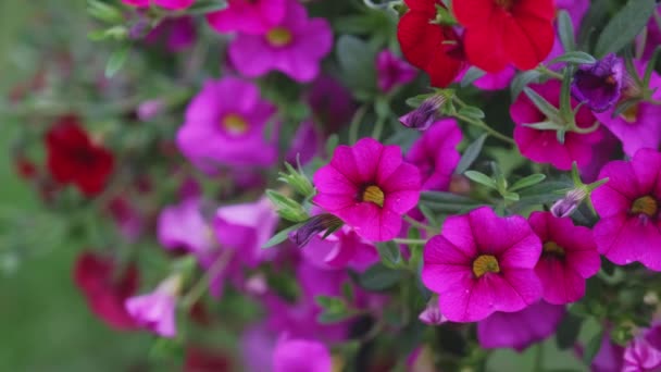 Flores Calibre Borgoña Verano Calibrachoa Una Planta Perenne Familia Las — Vídeos de Stock