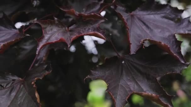 レーサープラタノイドの大きな赤い葉が風の接近で揺れる 夏に風に乗ってカエデの葉の枝 — ストック動画