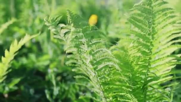 Prachtige Heldergroene Varen Bladeren Het Voorjaarspark Groen Blad Zonnige Dag — Stockvideo