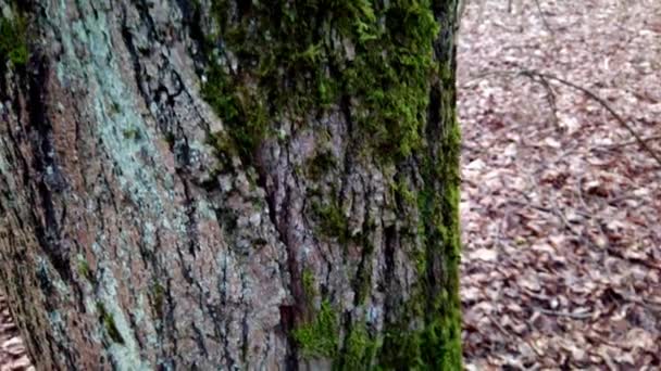 Zbliżenie Masywnego Pnia Drzewa Teksturowaną Korą Zielonym Mchem Jesiennym Lesie — Wideo stockowe