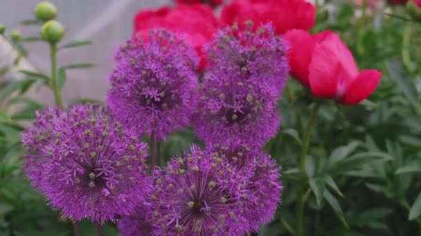 明るいボケを背景に晴れた日に美しい紫色のタマネギの花を閉じます — ストック動画