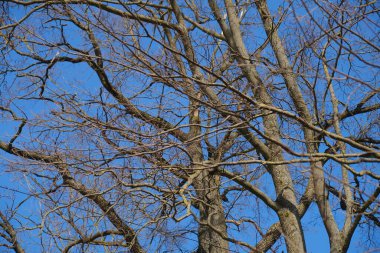 Yapraksız ağaç dalları ilkbaharın başlarında açık mavi gökyüzüne karşı.
