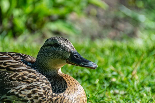 Wildenten Sitzen Auf Grünem Gras Einem Öffentlichen Park Porträt Weiblicher — Stockfoto