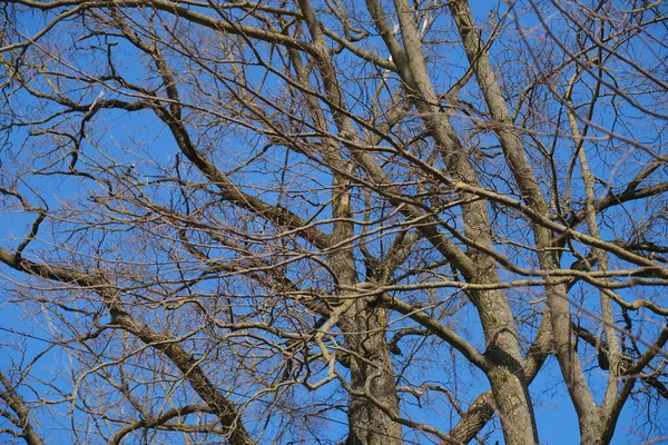 Ramos Árvore Sem Folhas Contra Céu Azul Claro Início Primavera — Fotografia de Stock