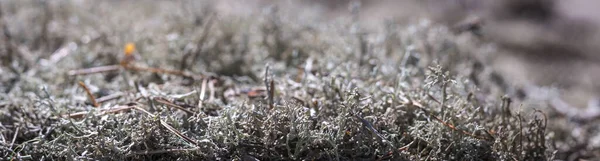 Beau Lichen Gris Dans Forêt Gros Plan Mousse Sur Fond — Photo