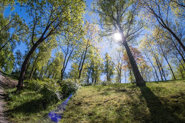 Jasné Sluneční Světlo Okraji Lesa Jaře Ráno Vysoké Zelené Stromy — Stock fotografie