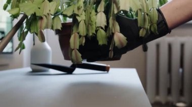 Kadın bahçıvan, nakil için masaya seramik bir saksı koyar. Ev bitkileriyle ilgilen..