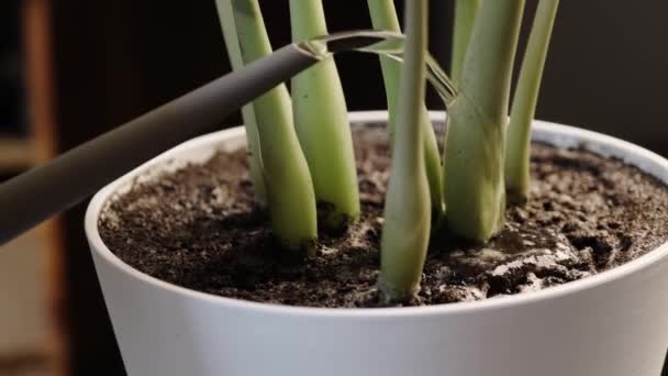 Gießen Frisch Verpflanzter Zimmerpflanzen Keramiktöpfen Großaufnahme Pflege Der Heimischen Pflanzen — Stockvideo