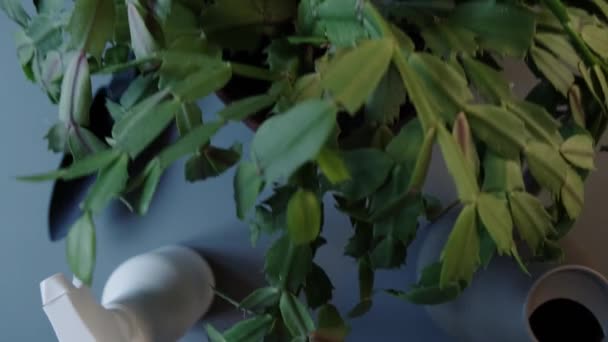 Een Tuinman Handen Zet Een Keramische Pot Met Een Kamerplant — Stockvideo