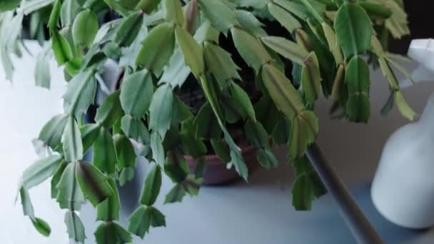 Vue Dessus Des Mains Une Jardinière Prend Une Plante Intérieur — Video