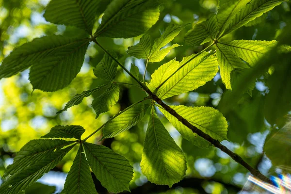 Castaño Deja Contraluz Día Soleado Los Rayos Del Sol Atraviesan — Foto de Stock