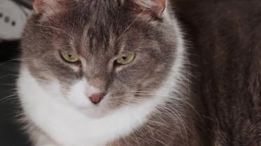 Güzel gözleri olan komik, kısa saçlı, beyaz-gri bir kedi. Evcil hayvanlar ve yaşam tarzı konsepti.