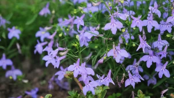 Lobélie pourpre en fleurs. Floraison des fleurs dans le jardin au printemps.